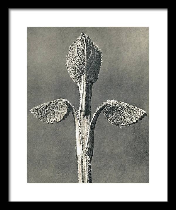 Herbarium, Plate 6, c1920 / Art Photo - Framed Print