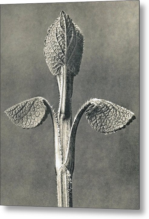 Herbarium, Plate 6, c1920 / Art Photo - Metal Print