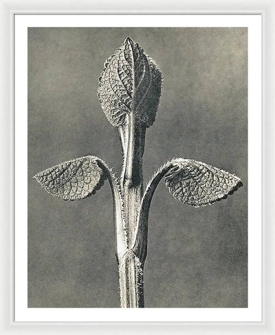 Herbarium, Plate 6, c1920 / Art Photo - Framed Print