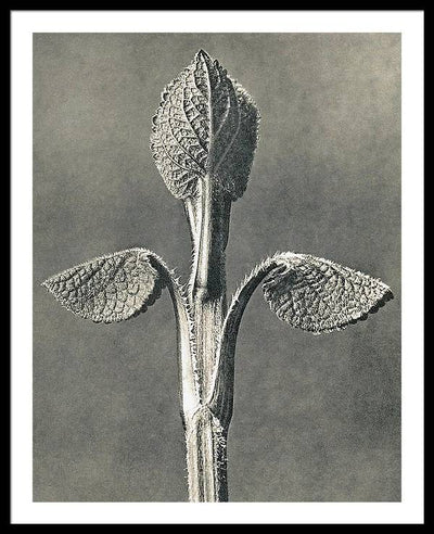 Herbarium, Plate 6, c1920 / Art Photo - Framed Print