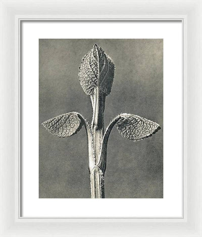 Herbarium, Plate 6, c1920 / Art Photo - Framed Print