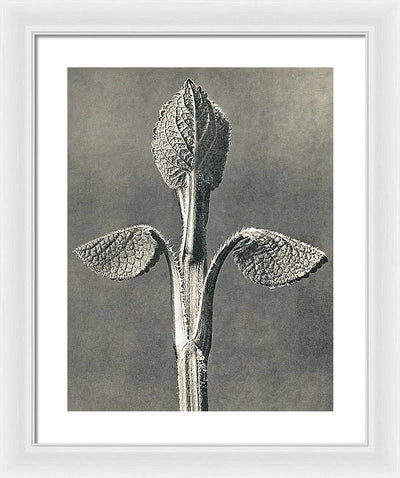 Herbarium, Plate 6, c1920 / Art Photo - Framed Print