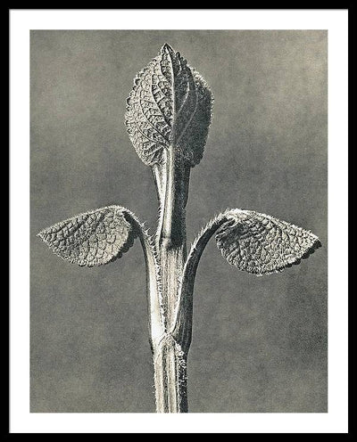 Herbarium, Plate 6, c1920 / Art Photo - Framed Print