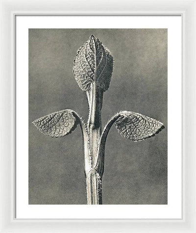 Herbarium, Plate 6, c1920 / Art Photo - Framed Print