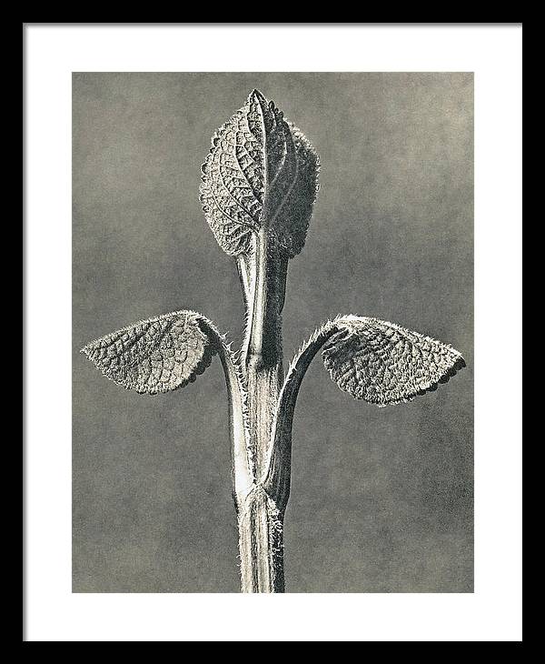 Herbarium, Plate 6, c1920 / Art Photo - Framed Print