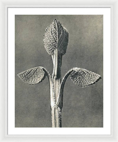 Herbarium, Plate 6, c1920 / Art Photo - Framed Print