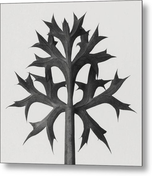 Herbarium, Plate 60 / Art Photo - Metal Print