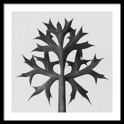 Herbarium, Plate 60 / Art Photo - Framed Print