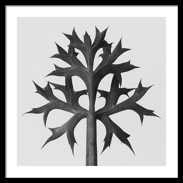 Herbarium, Plate 60 / Art Photo - Framed Print