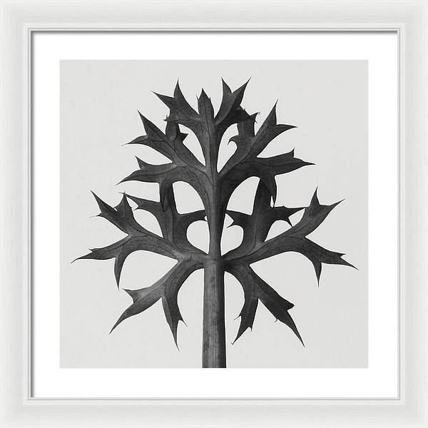 Herbarium, Plate 60 / Art Photo - Framed Print