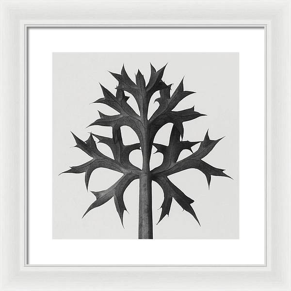 Herbarium, Plate 60 / Art Photo - Framed Print