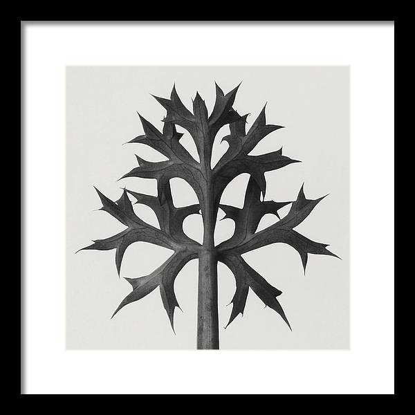 Herbarium, Plate 60 / Art Photo - Framed Print