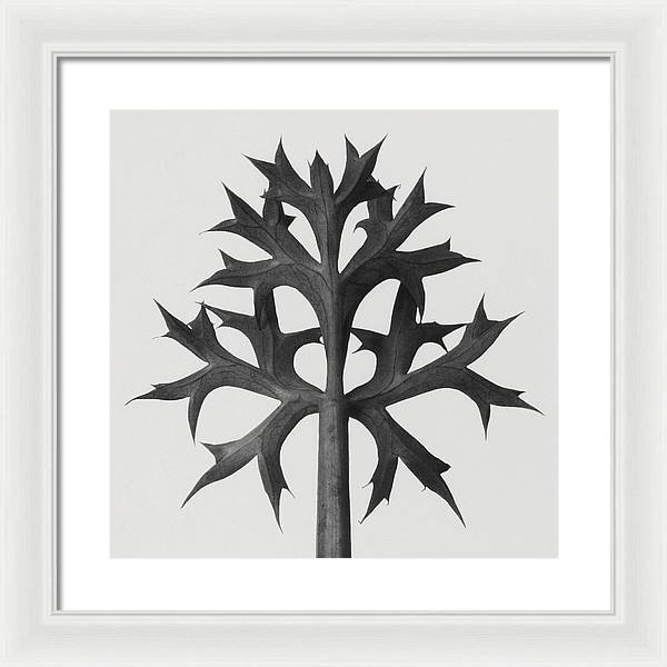 Herbarium, Plate 60 / Art Photo - Framed Print