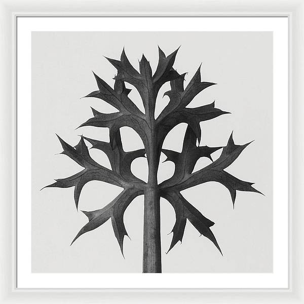 Herbarium, Plate 60 / Art Photo - Framed Print