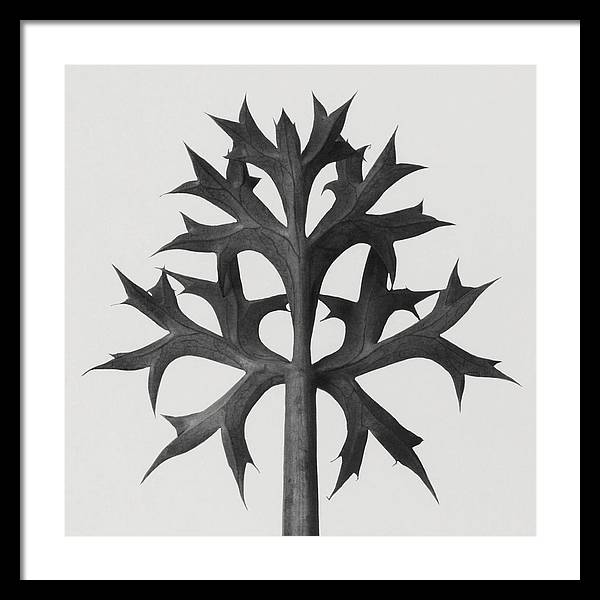 Herbarium, Plate 60 / Art Photo - Framed Print