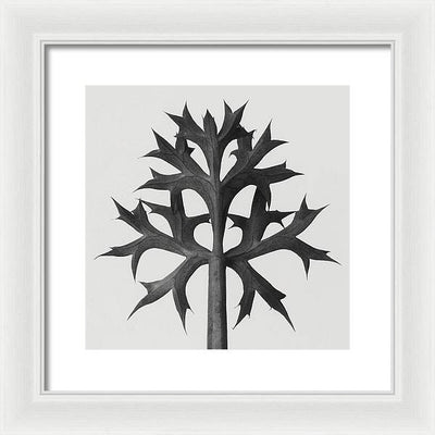 Herbarium, Plate 60 / Art Photo - Framed Print