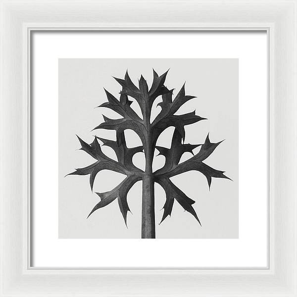 Herbarium, Plate 60 / Art Photo - Framed Print