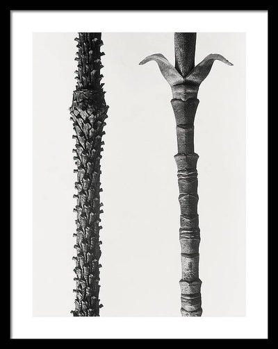 Herbarium, Plate 62, c1920 / Art Photo - Framed Print