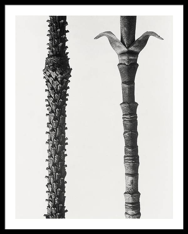 Herbarium, Plate 62, c1920 / Art Photo - Framed Print