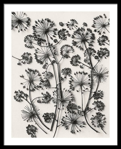 Herbarium, Plate 63,c1920 / Art Photo - Framed Print