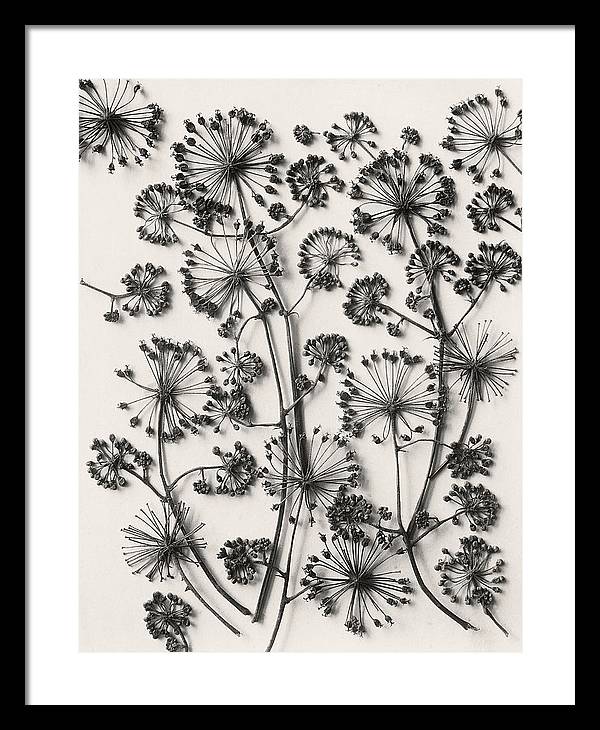 Herbarium, Plate 63,c1920 / Art Photo - Framed Print