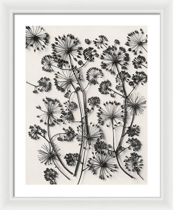 Herbarium, Plate 63,c1920 / Art Photo - Framed Print