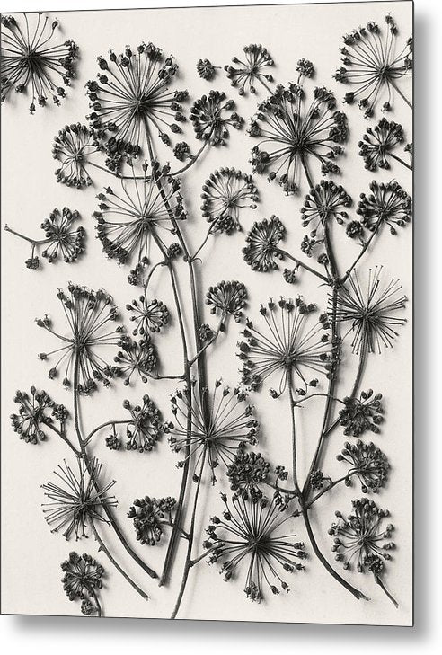 Herbarium, Plate 63,c1920 / Art Photo - Metal Print