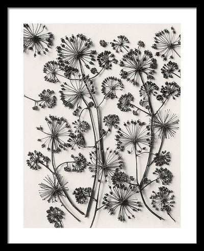 Herbarium, Plate 63,c1920 / Art Photo - Framed Print