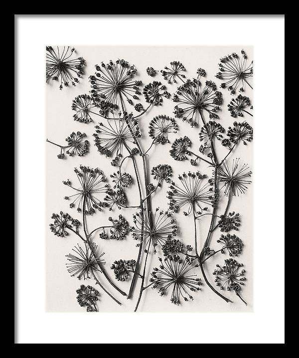 Herbarium, Plate 63,c1920 / Art Photo - Framed Print