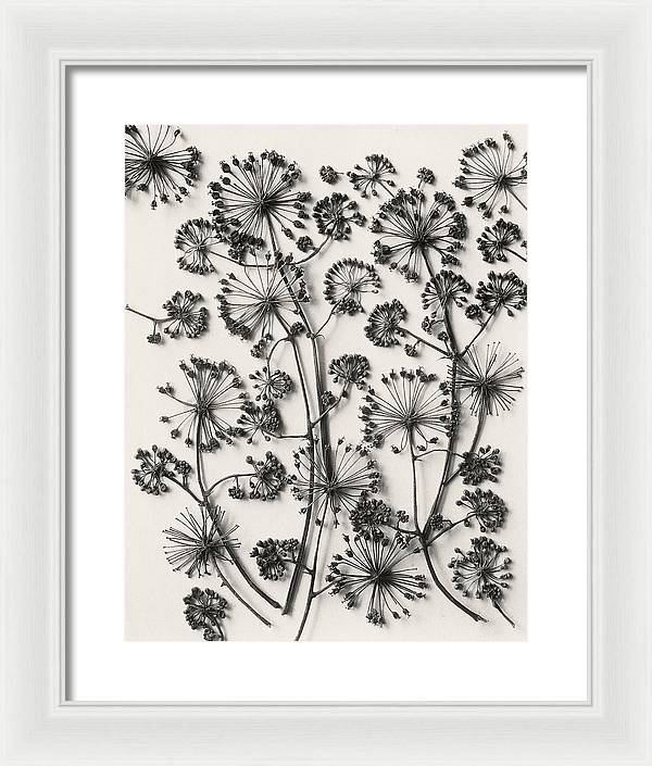 Herbarium, Plate 63,c1920 / Art Photo - Framed Print