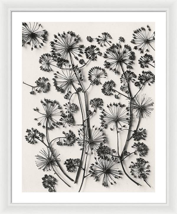 Herbarium, Plate 63,c1920 / Art Photo - Framed Print