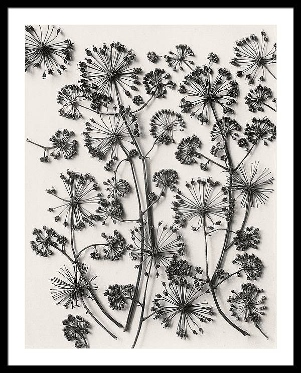 Herbarium, Plate 63,c1920 / Art Photo - Framed Print