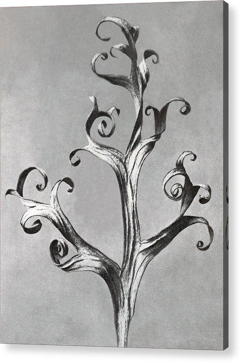 Herbarium, Plate 66, c1920 / Art Photo - Acrylic Print