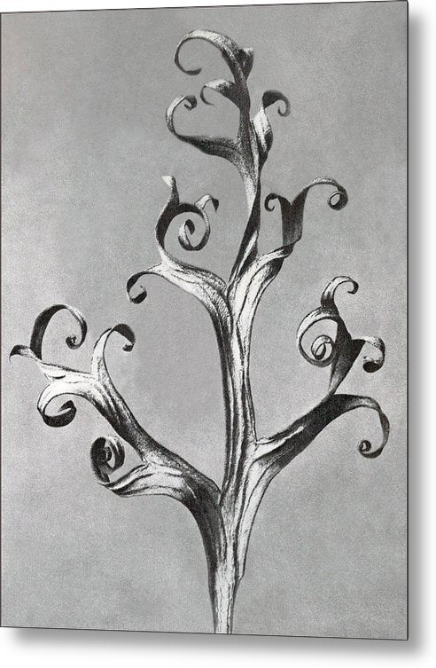 Herbarium, Plate 66, c1920 / Art Photo - Metal Print