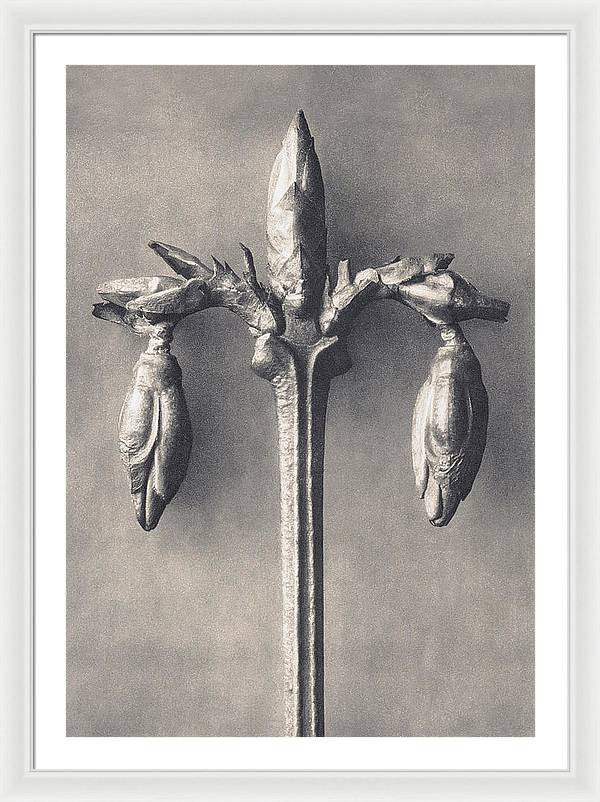 Herbarium, Plate 7, c1920 / Art Photo - Framed Print