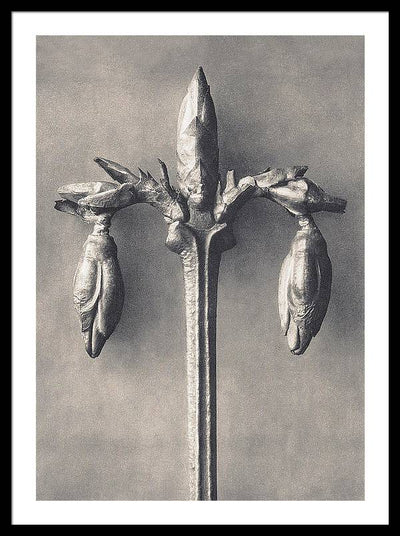 Herbarium, Plate 7, c1920 / Art Photo - Framed Print