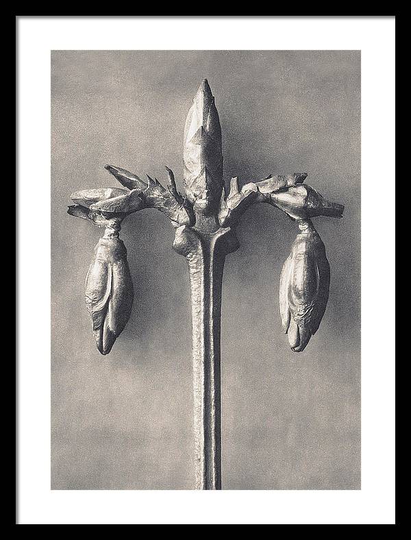 Herbarium, Plate 7, c1920 / Art Photo - Framed Print