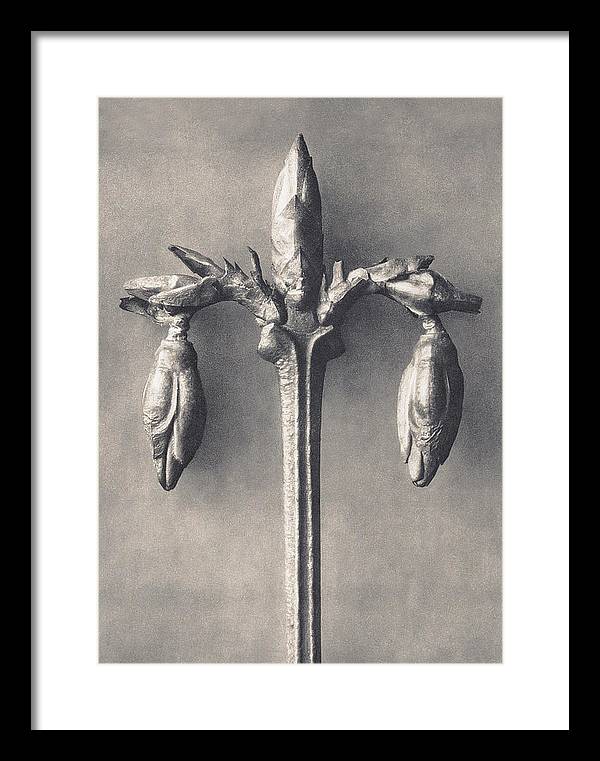 Herbarium, Plate 7, c1920 / Art Photo - Framed Print