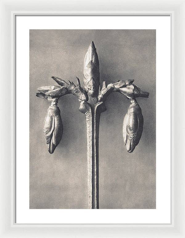 Herbarium, Plate 7, c1920 / Art Photo - Framed Print