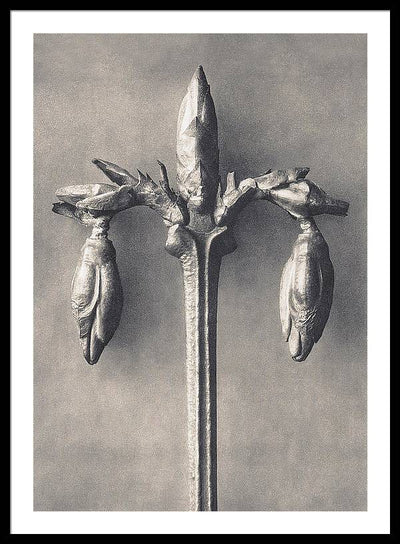 Herbarium, Plate 7, c1920 / Art Photo - Framed Print