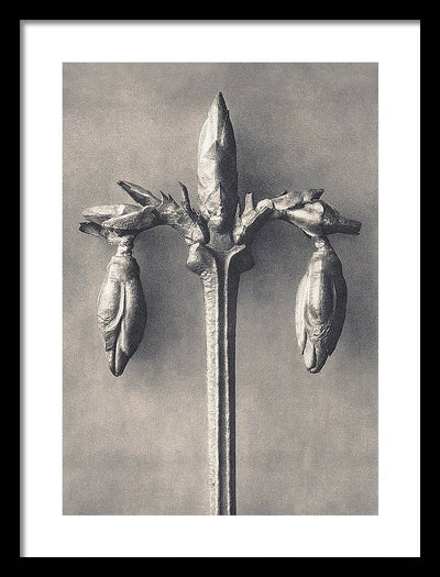 Herbarium, Plate 7, c1920 / Art Photo - Framed Print