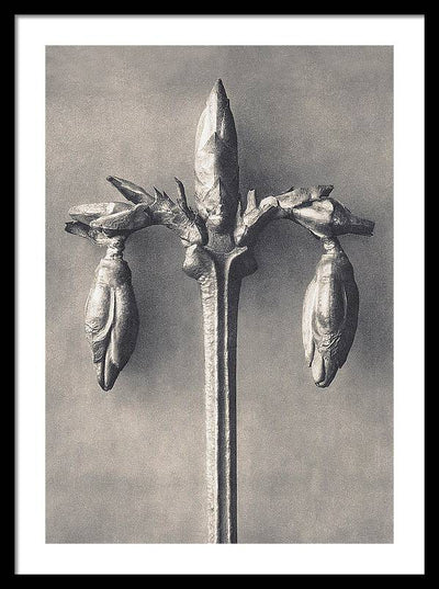 Herbarium, Plate 7, c1920 / Art Photo - Framed Print