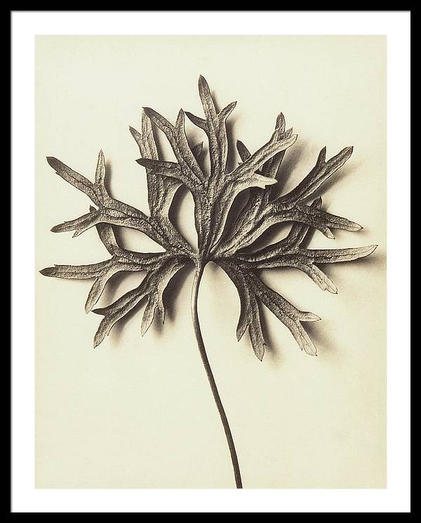 Herbarium, Plate 72 / Art Photo - Framed Print