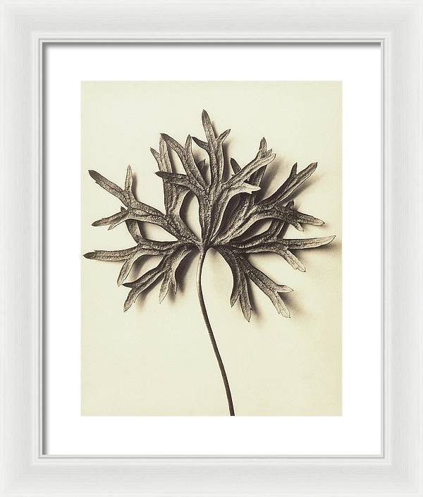 Herbarium, Plate 72 / Art Photo - Framed Print