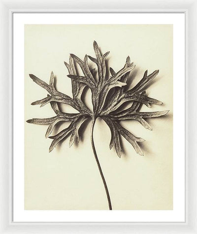 Herbarium, Plate 72 / Art Photo - Framed Print