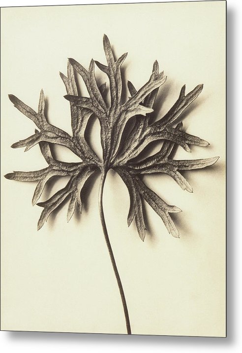 Herbarium, Plate 72 / Art Photo - Metal Print