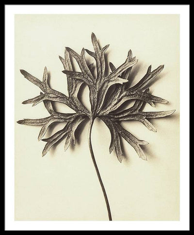 Herbarium, Plate 72 / Art Photo - Framed Print