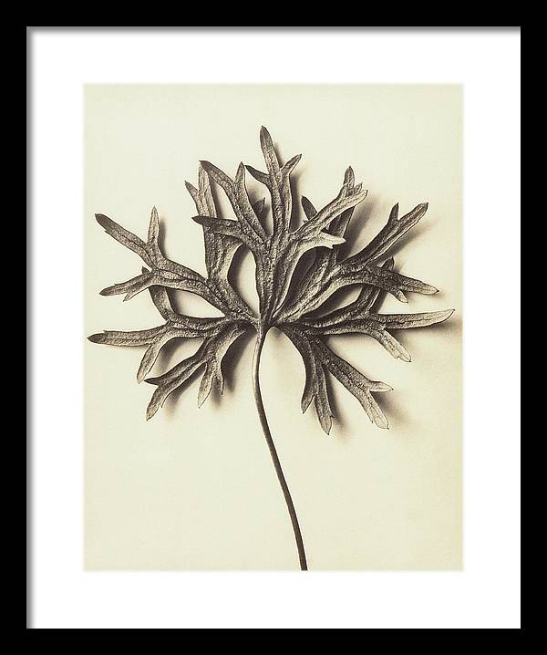 Herbarium, Plate 72 / Art Photo - Framed Print