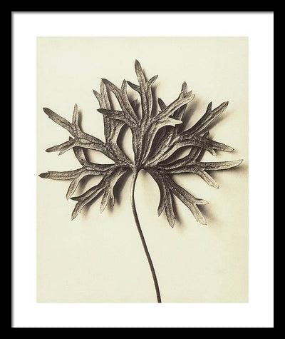 Herbarium, Plate 72 / Art Photo - Framed Print