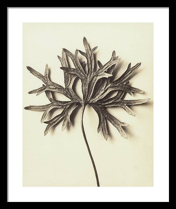 Herbarium, Plate 72 / Art Photo - Framed Print